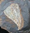Fossil Ginkgo Leaf From North Dakota - Paleocene #15807-1